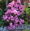 Image result for Rhododendron Graziella