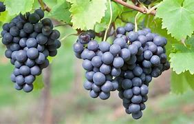 Image result for Grape Vine Leaves Turning Bown
