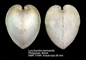 Image result for Coquillage Hemicardium