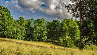 Image result for Bottomlands in Southern Illinois