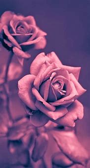 Image result for Pretty Rose iPhone Wallpaper