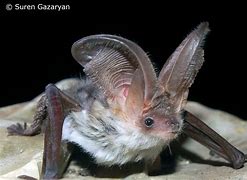 Image result for Bats OBG