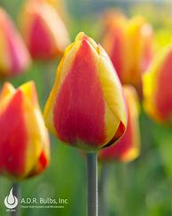 Image result for Tulipa Flair