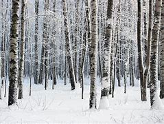 Image result for Wallpaper iPad Air Winter Wood