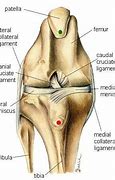 Image result for acl�tere