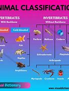 Image result for Types of Et Species