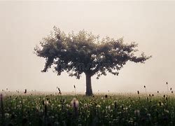 Image result for Apple Tree Standing