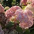 Image result for Hydrangea arborescens Bubblegum
