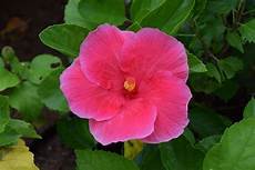 fiore ibisco significato significato ibisco significato dei fiori ibisco fiore ibisco significato significato ibisco significato dei fiori ibisco