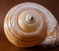 Image result for Coquillage Pliastre