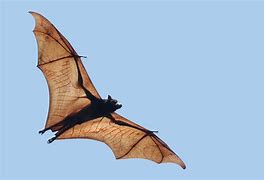 Image result for Giant Fruit Bat Philippines