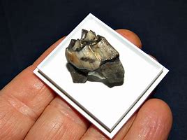 Image result for Fossilized Deer Tooth