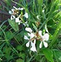 Image result for White Flower Meaning