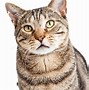 Image result for Cat Face Side Profile