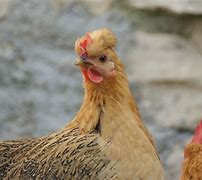 Image result for Mini Poule