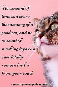 Image result for Cat Loss Quotes