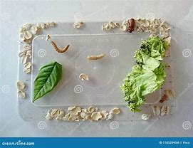 Image result for Life Cycle of Insects for Kids