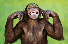 Image result for Monkey Covering Ears
