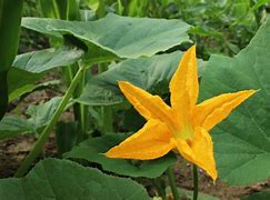 Image result for Pumpkin Vine Flower