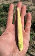Image result for Nebraska Corn Fields