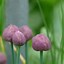 Risultato immagine per Allium schoenoprasum (BIESLOOK)