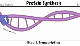 Image result for DNA/RNA Meme