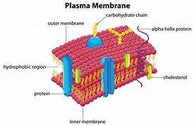 Image result for Plasma Membrane Diagram