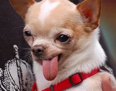 Image result for Chihuahua with Tongue Hanging Out