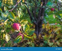 Image result for Pink Apple Background