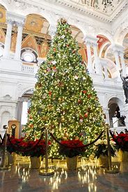 Image result for photo of christmas tree