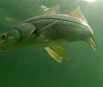 Image result for Snook Phylum