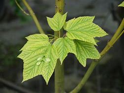 Image result for Acer davidii