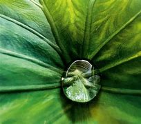 Image result for iPhone Macro Photography