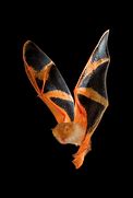 Image result for Thailand Painted Bat