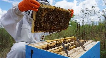 Image result for Honey Farm