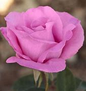 Image result for Rosa The Mac Cartney Rose