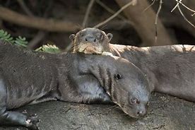 Image result for Giant Amazonian River Otter