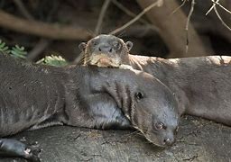 Image result for Large Otter