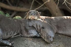 Image result for Giant Otter Amazon Rainforest
