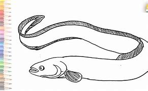 Image result for Eel Draing