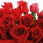 Image result for Valentine Flowers iPhone Wallpapers