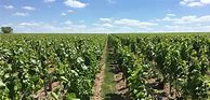 Image result for Guy Charlemagne Champagne Mesnillesime Vieilles Vignes Blanc Blancs