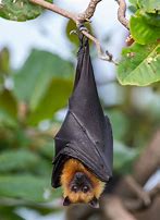Image result for Pteropus Flying Fox