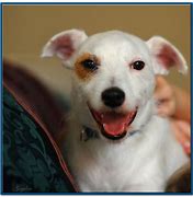Image result for White Dog with Brown Spot On Eye