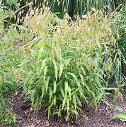 Image result for Chasmanthium latifolium