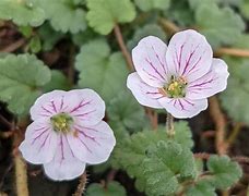 Erodium variabile (x) Album に対する画像結果