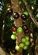 Image result for Brazil Grape Tree