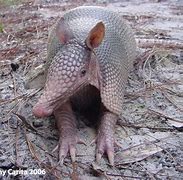 Image result for Armadillo Oitline