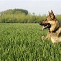 Image result for Smartest Dog Breeds Border Collie