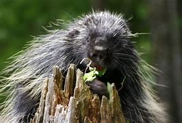 Image result for Alaska Porcupine